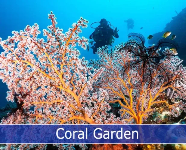 Explore the Colorful Coral Garden in Tulamben